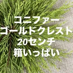 コニファー☘️ゴールドクレスト/切り枝＊花材☘️