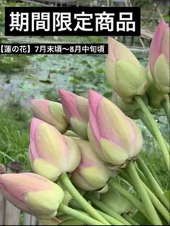 無農薬　蓮の花　6本のサムネイル