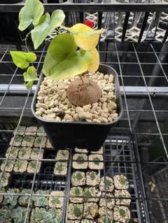 アフリカ亀甲竜実生苗1のサムネイル
