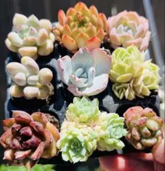 大特価　多肉植物　人気9種セット　抜き苗　寄せ植え　エケベリアのサムネイル