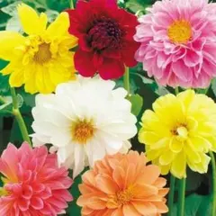 ダリア　セミダブル混合　花の種　球根性多年草　矮性　半八重咲