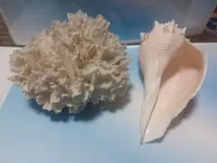 サンゴ 珊瑚 貝殻 置物 2点セット