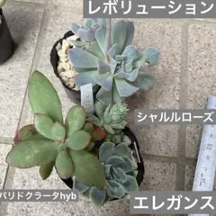 多肉植物　BX レボリューション　パリドクラータhyb シャルルローズのサムネイル