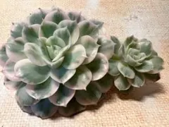 h*e様 4931新入荷　オンスロー錦　エケベリア　多肉植物　撮影2月13日