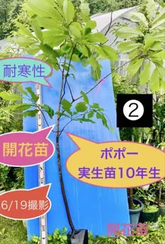 ポポーの実生苗木 2本セット約120cm - メルカリ