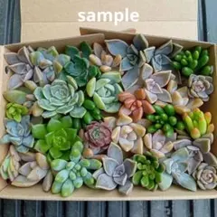 詰め合わせ　カット苗　ネコポス発送　多肉植物のサムネイル