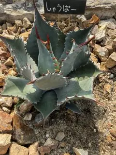 アガベ　パラサナ✖️シャウィー Agave/アガベ 'ShawParr' (Shawii x parrasana) シャウィー×パラサナ