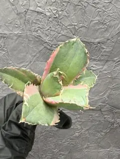 2026年最新】白鯨錦の人気アイテム - メルカリ