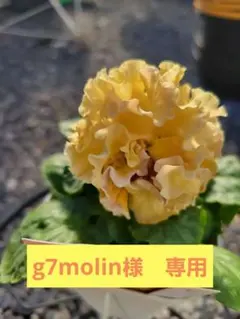 g7molin様　専用　ローブ・ドゥ・アントワネット　ロココ　⑥