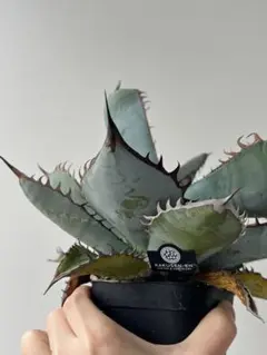 2025年最新】オテロイ実生 青葉の人気アイテム - メルカリ