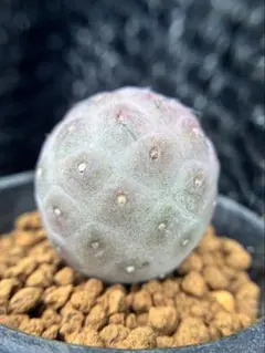 다육식물 선인장 테플로선인장 기하학 3cm 이상 발근 관리 중