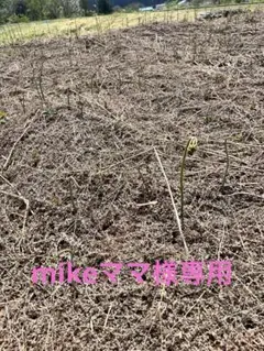 mikeママ様専用★わらび