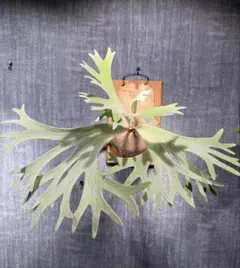 ビカクシダ モジャ moja woot no ID - メルカリ