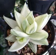 多肉植物ハオルチア錦　バリエガータのサムネイル