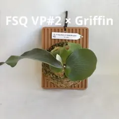 P. FSQ VP#2 × P. Griffin Mix spore【56】 - メルカリ