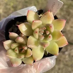 2025年最新】ケッセルリンギアナの人気アイテム - メルカリ