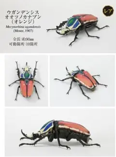 2026年最新】ウガンデンシスオオツノカナブン 標本の人気アイテム