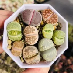 多肉植物 リトープス 訳あり 1ポット - メルカリ