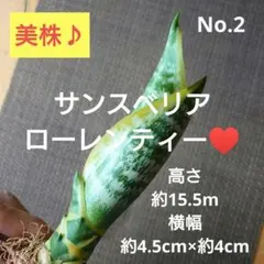 No.2【美株♪】サンスベリア ローレンティー♥️