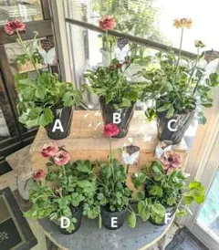 5寸ラナンキュラス　イカロス　球根