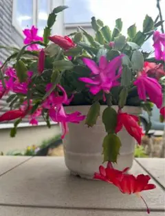 2026年最新】ピンク花サボテンの人気アイテム - メルカリ