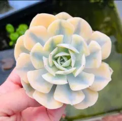 マカベアンナ錦　多肉植物のサムネイル