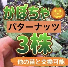 みるく ある なおこ様 リクエスト 3点 まとめ商品