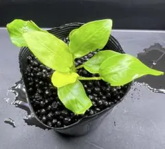 hiem.aco様 リクエスト 2点 まとめ商品