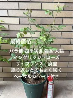 バラ苗 大苗 四季咲き イングリッシュローズ 廃盤 強香 ザ・プリンス 切花種