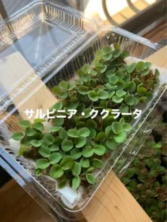 サルビニアククラータ　パック大のサムネイル