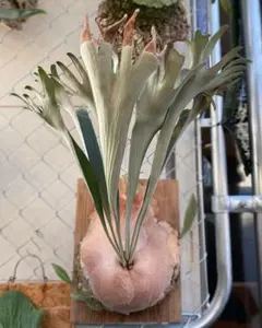 2026年最新】メラメラ ビカクシダの人気アイテム - メルカリ