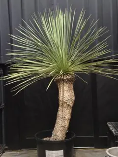 2025年最新】ユッカ リネアリフォリアの人気アイテム - メルカリ