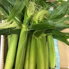 2026年最新】ヤングコーン 100本の人気アイテム - メルカリ