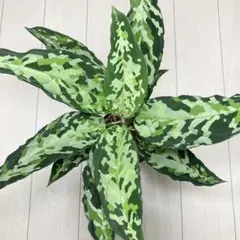 h*)様 Aglaonema pictum （白鯨）Aceh sumatera - メルカリ