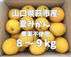 山口県萩市産 夏みかん 8〜9kg 農薬不使用のサムネイル