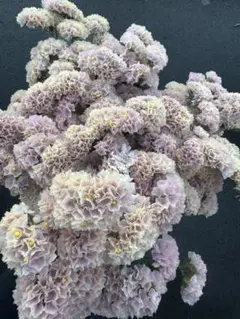 Ne*様 リクエスト 3点 まとめ商品