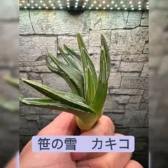 【アガベ】笹の雪　カキコ　※同格品送付