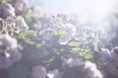 専用