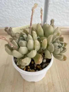 多肉植物♡ダーリーサンシャイン～ちび苗～つぶつぶ～♡ポットごと発送のお値段^^④ ダーリーサンシャイン 多肉植物 - KANOMARI_HOME'S GALLERY | minne