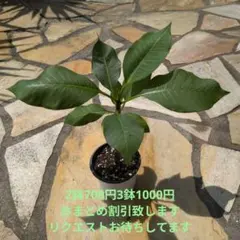 こたろう様 リクエスト 2点 まとめ商品