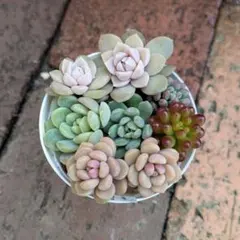 カット苗セット①　多肉植物