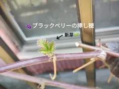 ブラックベリー　挿し穂5本&おまけ☆