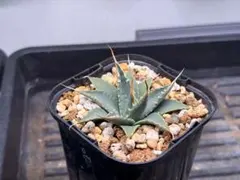 2025年最新】エボリスピナ 実生の人気アイテム - メルカリ