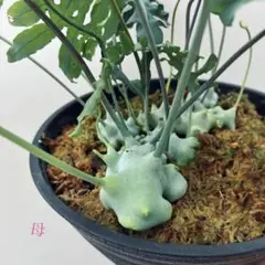 アデニア ペリエリ 挿し木株 - メルカリ