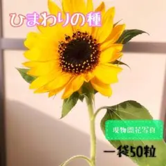 日向向日葵出品 花種 [FHM520]【花の種 小袋 オレンジ50 サンリッチ F1 ひまわり NL300 小物