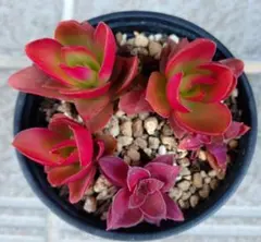 2026年最新】火祭りの人気アイテム - メルカリ