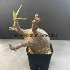 2026年最新】グラキリス 現地球の人気アイテム - メルカリ