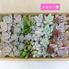 カット苗セット 寄せ植え　多肉植物☆約14cm×9cm箱　【匿名配送】