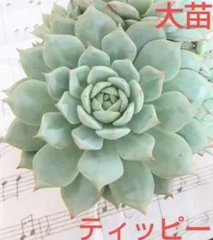 りんご様 リクエスト 2点 まとめ商品