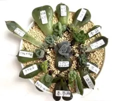 葉挿しから発根発芽済みベビー苗セット　14品種　多肉植物♪おまかせおまけ付き♪